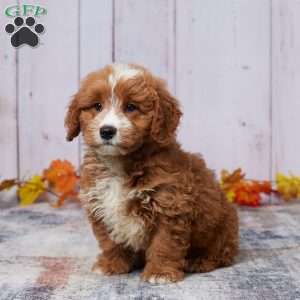 Arlo, Mini Goldendoodle Puppy